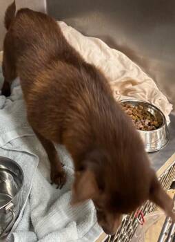Chewy -  Mixed Breed Dog for Adoption in Cincinnati, Ohio - Chewy | PetCurious