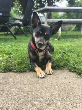 Bruno -  Chihuahua Dog for Adoption in Dyer, Indiana - Bruno | PetCurious