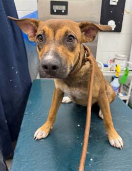 Rescue Black Mouth Cur and Mixed Breed Dogs for Adoption in Mobile, Alabama - SOX | PetCurious