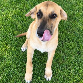 Eugene -  Black Mouth Cur Dog for Adoption in Holly Springs, Mississippi - Eugene | PetCurious