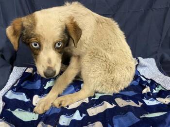 Australian Shepherd and Mixed Breed Dogs Available for Adoption in Modesto, California - A609960 | PetCurious