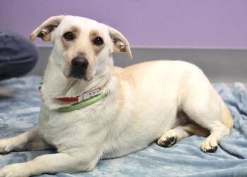 Travels in NH. Come Meet our Adoptable Dogs Wednesday-Saturday.  -  Corgi Dog for Adoption in Manchester, New Hampshire - Travels In NH. Come Meet Our Adoptable Dogs Wednesday-Saturday.  | PetCurious