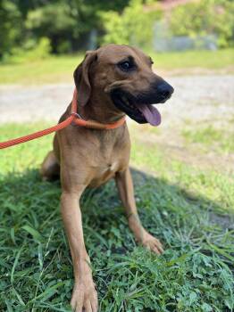 Repeat -  Mixed Breed and Rhodesian Ridgeback Dog for Adoption in Winnsboro, South Carolina - Repeat | PetCurious