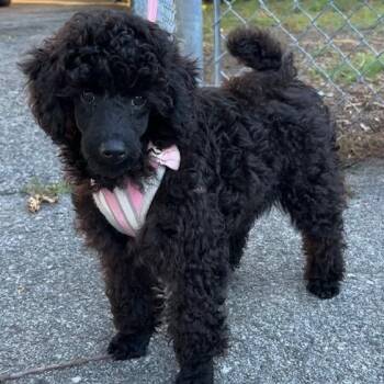 Cricket -  Poodle and Miniature Poodle Dog for Adoption in Somerville, Massachusetts - Cricket | PetCurious