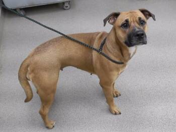 SARAH -  Boxer and Mixed Breed Dog for Adoption in Omaha, Nebraska - SARAH | PetCurious