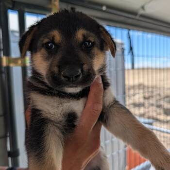 Linus -  Australian Shepherd and Mixed Breed Dog for Adoption in Phoenix, Arizona - Linus | PetCurious