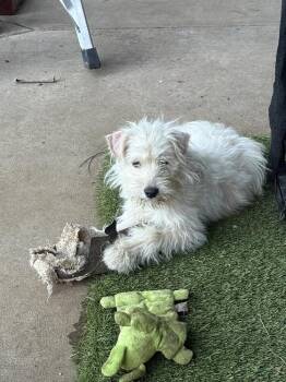 Toast -  Cairn Terrier Dog for Adoption in Aurora, Colorado - Toast | PetCurious