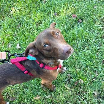 Mac -  Mixed Breed Dog for Adoption in Westhampton, New York - Mac | PetCurious