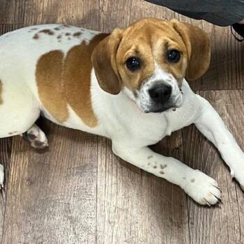 Norma Jean -  Beagle Dog for Adoption in Owosso, Michigan - Norma Jean | PetCurious