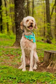 Standard Poodle Dogs Available for Adoption in Morgantown, West Virginia - Bella | PetCurious