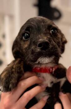 Terrier and Mixed Breed Dogs Available for Adoption in Los Angeles, California - Snickerdoodle | PetCurious