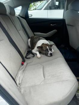 BLITZEN -  Pit Bull Terrier Dog for Adoption in Derwood, Maryland - BLITZEN | PetCurious