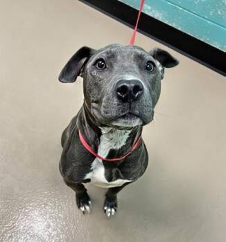 Rescue Mixed Breed Dogs for Adoption in Nashville, Tennessee - Salem | PetCurious