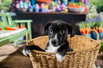 Mixed Breed Dogs Available for Adoption - Zander | PetCurious