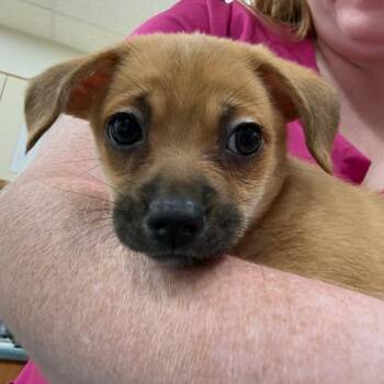District -  Mixed Breed Dog for Adoption in Rockville, Maryland - District | PetCurious