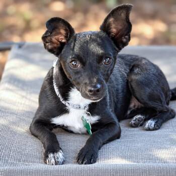Toro -  Chihuahua and Mixed Breed Dog for Adoption in Boerne, Texas - Toro | PetCurious