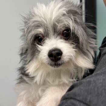 Ozzy -  Pomeranian and Terrier Dog for Adoption in Abilene, Texas - Ozzy | PetCurious