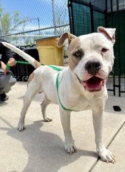 Pit Bull Terrier Dogs Available for Adoption in Eagle, Idaho - Pepsi *Courtesy Post. Out Of Town Pet. See Below For Details* | PetCurious