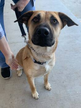Rescue Anatolian Shepherd and Labrador Retriever Dogs for Adoption in Shawnee, Oklahoma - Mia | PetCurious