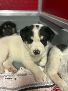 A255354 -  Border Collie and Mixed Breed Dog for Adoption in Visalia, California - A255354 | PetCurious