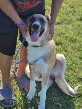Anatolian Shepherd Dogs Available for Adoption in Fort Payne, Alabama - Beethovan | PetCurious