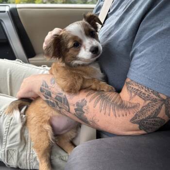 Mango Chutney -  Pomeranian and Chihuahua Dog for Adoption in Clyde, North Carolina - Mango Chutney | PetCurious