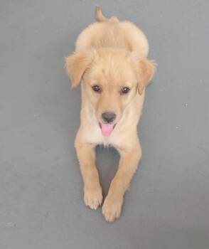 Golden Retriever and Mixed Breed Dogs Available for Adoption - CANELA | PetCurious