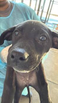 Mixed Breed Dogs Available for Adoption in West Chester, Pennsylvania - Apple (pink) | PetCurious