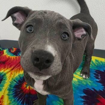 Lilypad -  Pit Bull Terrier and American Staffordshire Terrier Dog for Adoption in Bryan, Texas - Lilypad | PetCurious