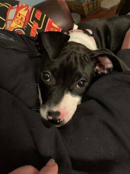 Pit Bull Terrier Dogs Available for Adoption - Nyla Noon | PetCurious