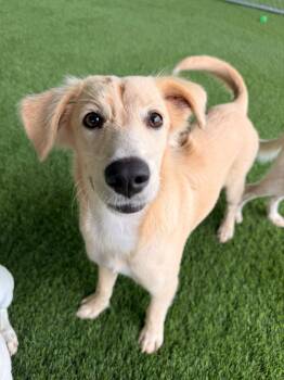 Chia -  Labrador Retriever Dog for Adoption in New York, New York - Chia | PetCurious