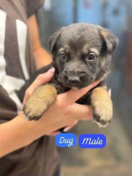 Dug -  Shepherd Dog for Adoption in Clarksburg, Ontario - Dug | PetCurious