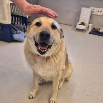 Great Pyrenees and Jindo Dogs Available for Adoption in Danvers, Massachusetts - Ov | PetCurious