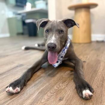 Miles Lakers Goodest Boy -  American Staffordshire Terrier and Black Labrador Retriever Dog for Adoption in Friendswood, Texas - Miles Lakers Goodest Boy | PetCurious
