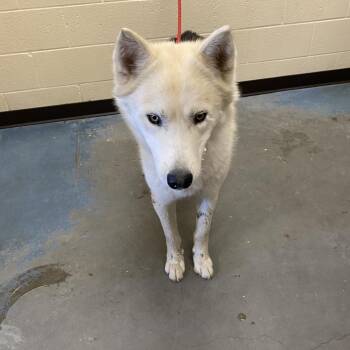 Mixed Breed Dogs Available for Adoption in Memphis, Tennessee - Warrior | PetCurious