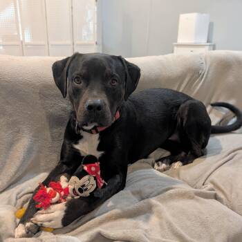 Black Labrador Retriever and Mixed Breed Dogs Available for Adoption - Leo | PetCurious