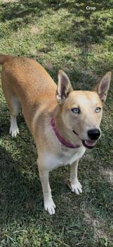 Rescue Carolina Dog Dogs for Adoption in Rogersville, Tennessee - Sunny Bunny | PetCurious
