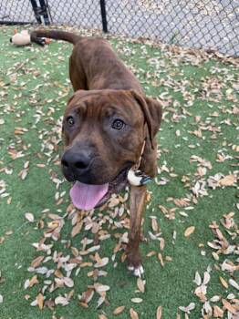 Mixed Breed Dogs Available for Adoption in Palmetto, Florida - COLOMBO | PetCurious