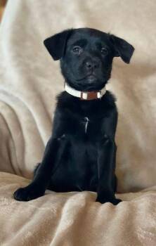 Labrador Retriever Dogs Available for Adoption - Lily | PetCurious
