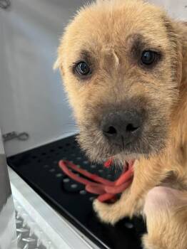 Mixed Breed Dogs Available for Adoption in Palmetto, Florida - A135514 | PetCurious