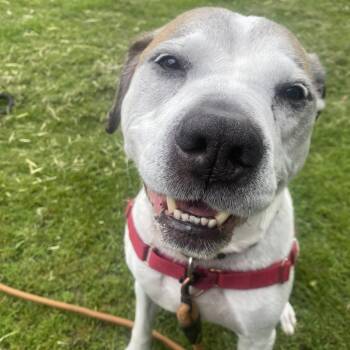 Senor - sweet senior doofy loverboy -  Mixed Breed Dog Available for Adoption in Oshkosh, Wisconsin - Senor - Sweet Senior Doofy Loverboy | PetCurious