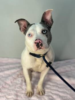 Oink -  Terrier Dog for Adoption in Meherrin, Virginia - Oink | PetCurious