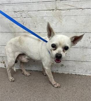 MR. MIME -  Chihuahua Dog for Adoption in San Bernardino, California - MR. MIME | PetCurious