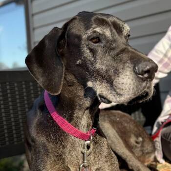 Great Dane Dogs Available for Adoption - Catherine | PetCurious