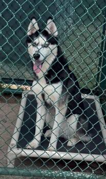 Juicy Fruit -  Siberian Husky Dog for Adoption in Edison, New Jersey - Juicy Fruit | PetCurious