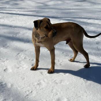 American Staffordshire Terrier and Mixed Breed Dogs Available for Adoption - Soccer Boy (Formerly Fremont) | PetCurious