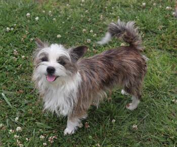 Terrier Dogs Available for Adoption in Winchester, Tennessee - Sheiba | PetCurious