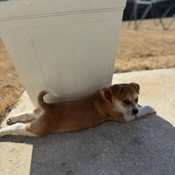 Mixed Breed Dogs Available for Adoption - Cedar | PetCurious