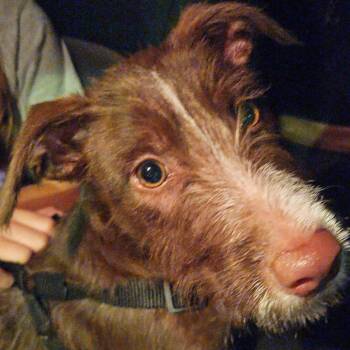 Matilda -  Terrier and Schnauzer Dog for Adoption in Houston, Texas - Matilda | PetCurious