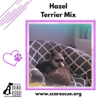 Hazel -  Terrier Dog for Adoption in Windsor, Ontario - Hazel | PetCurious